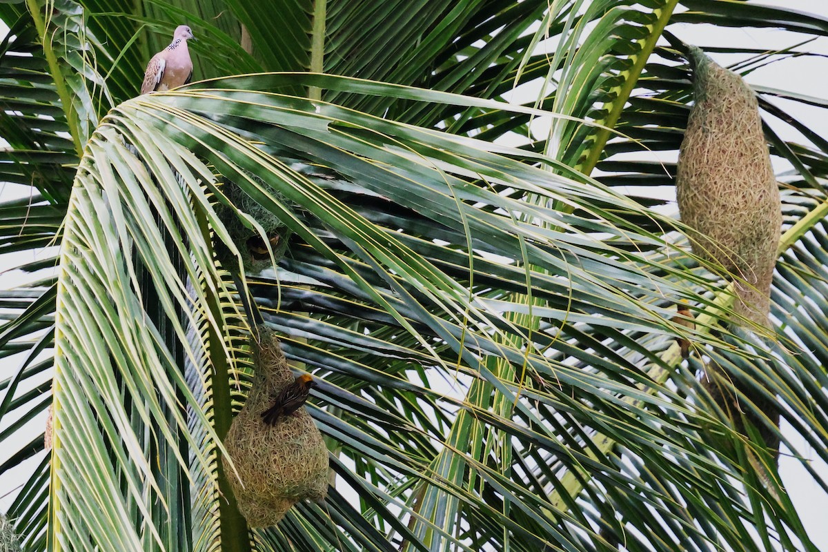 Baya Weaver - Mei-Luan Wang