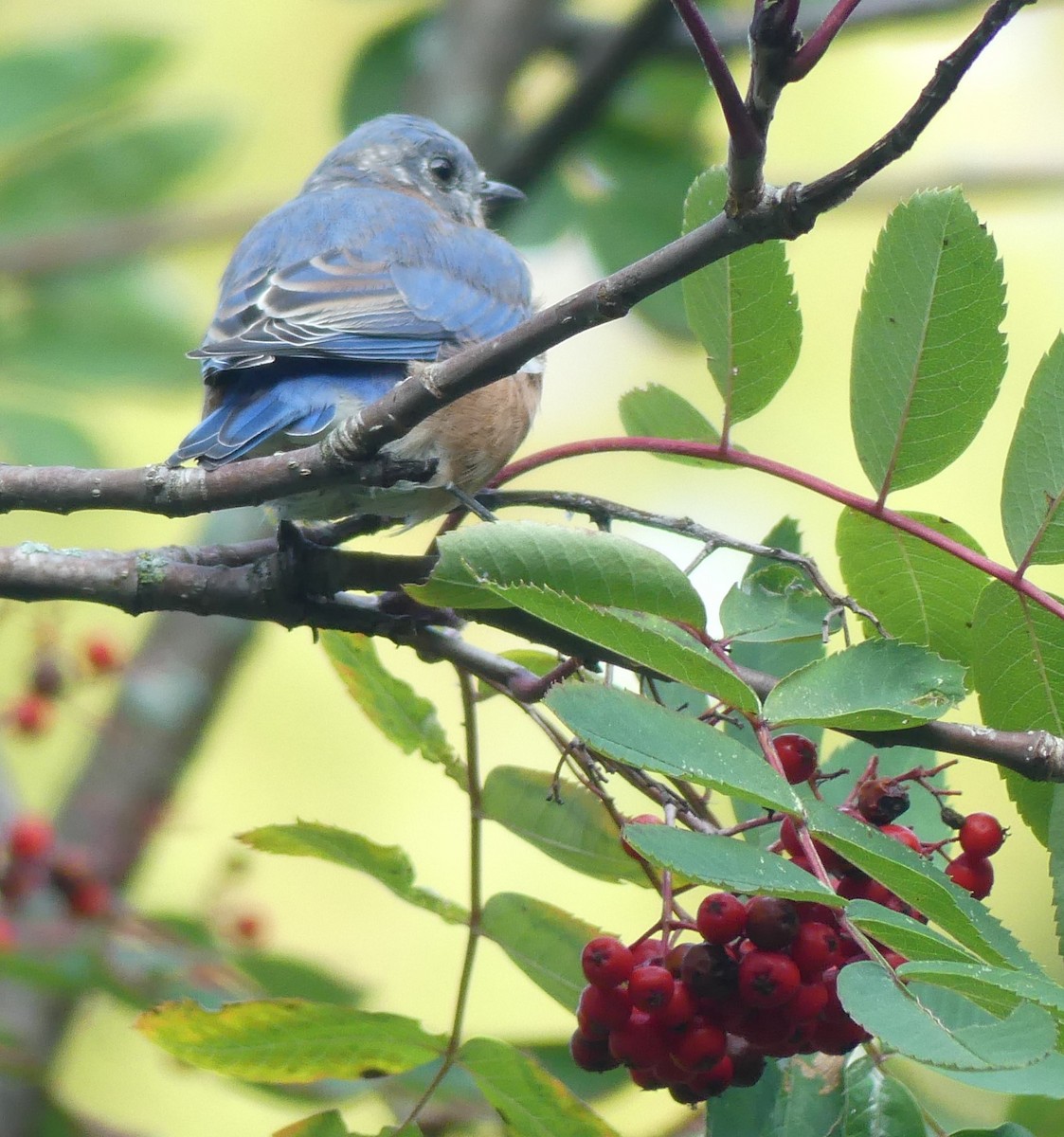 Eastern Bluebird - ML623749436