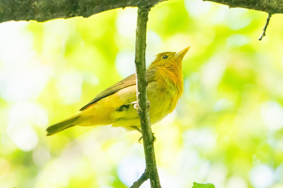 Summer Tanager - Matt Hoberg