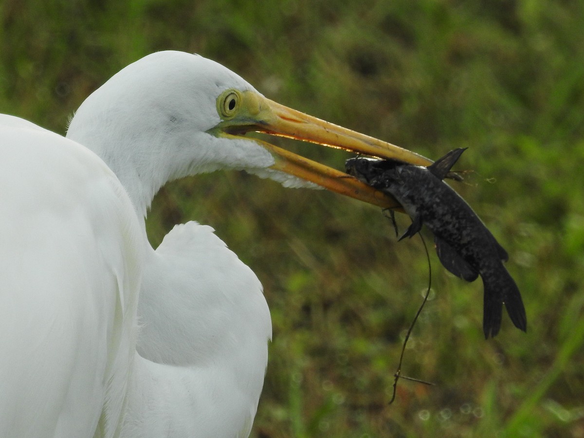 Большая белая цапля (egretta) - ML623749523