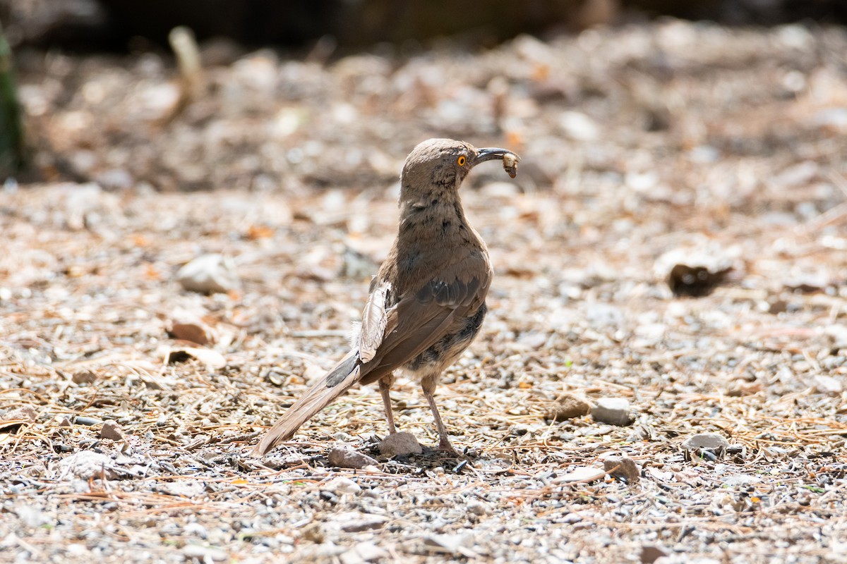 Curve-billed Thrasher - ML623749529