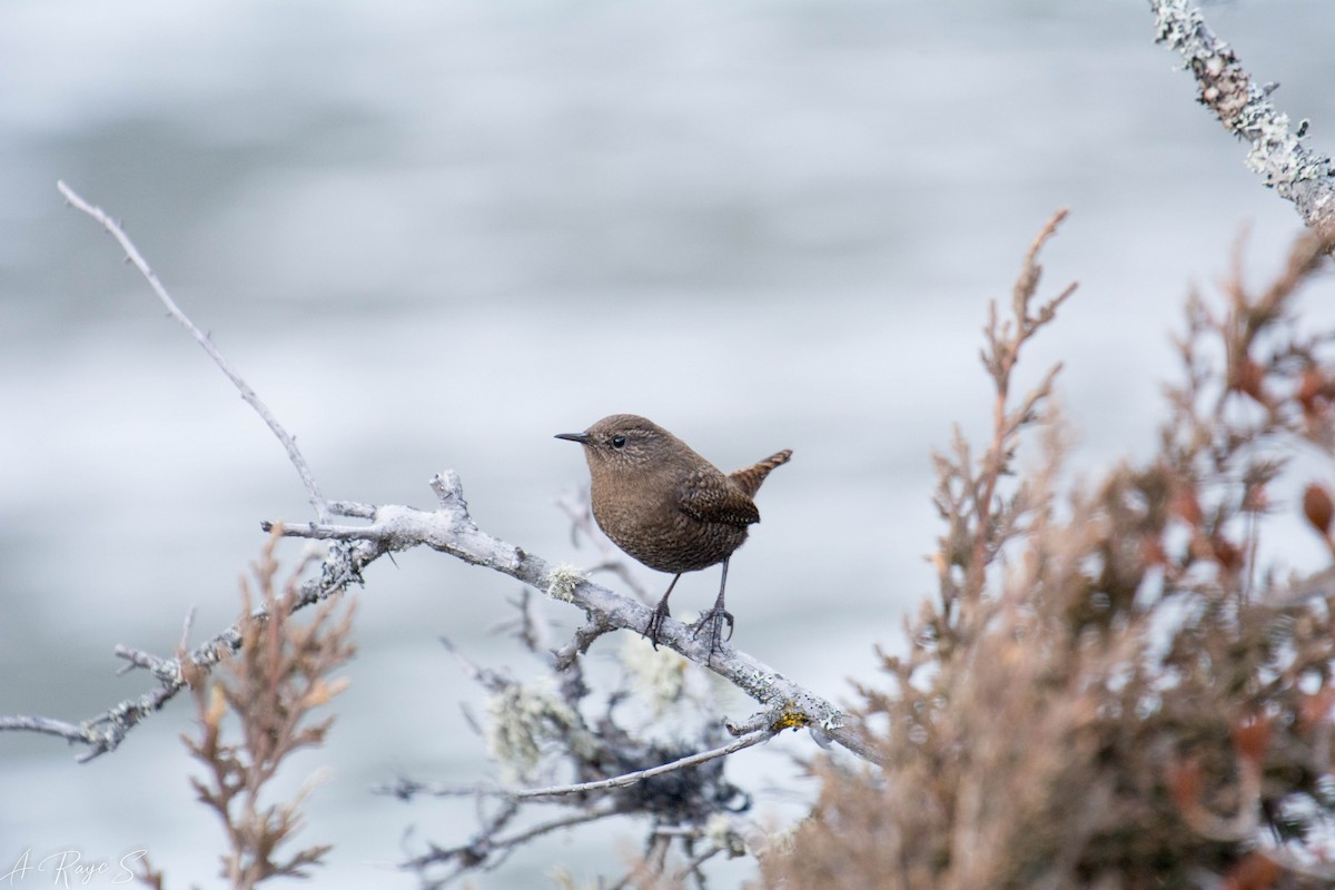 Eurasian Wren - ML623749584