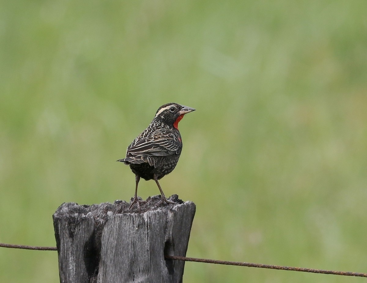 White-browed Meadowlark - ML623749651