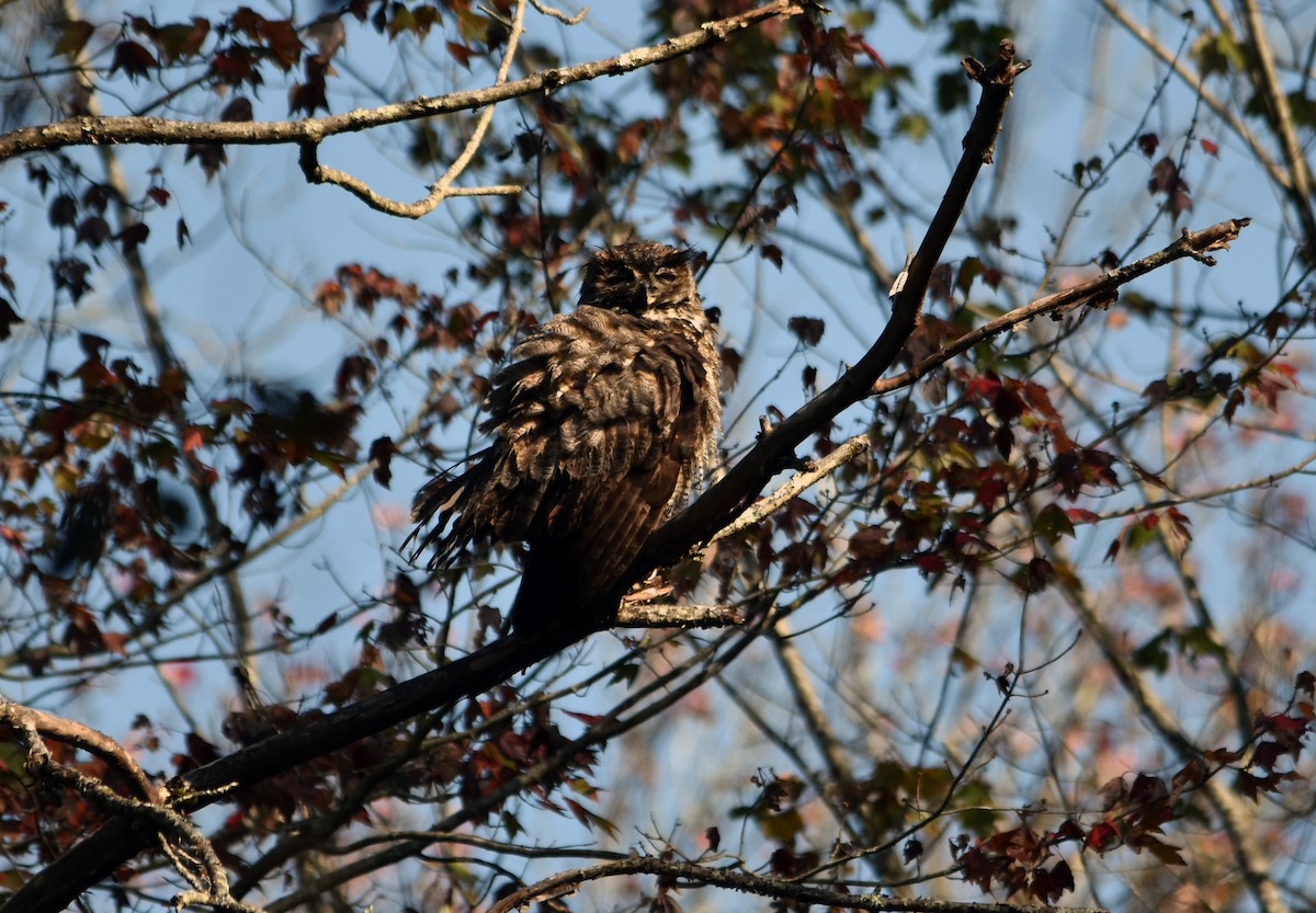 Great Horned Owl - ML623749686