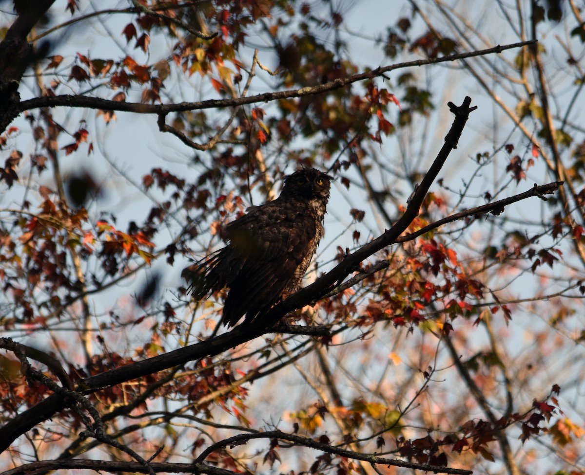 Great Horned Owl - ML623749687