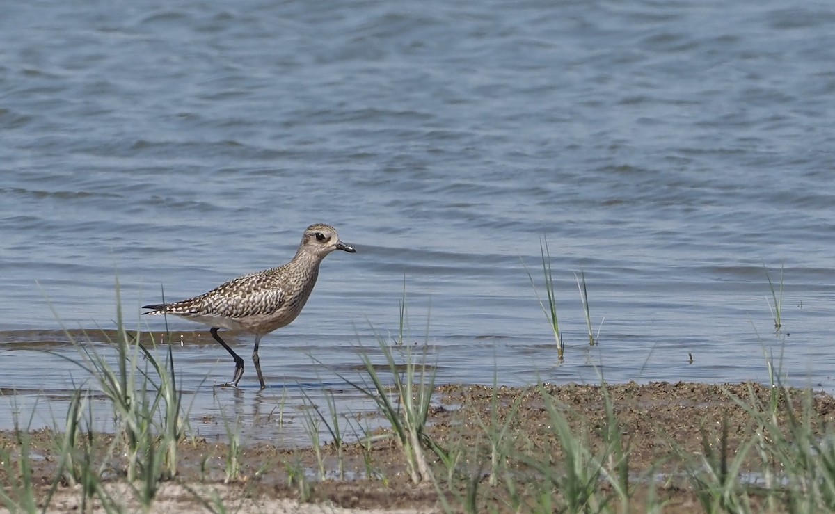 Black-bellied Plover - ML623749713