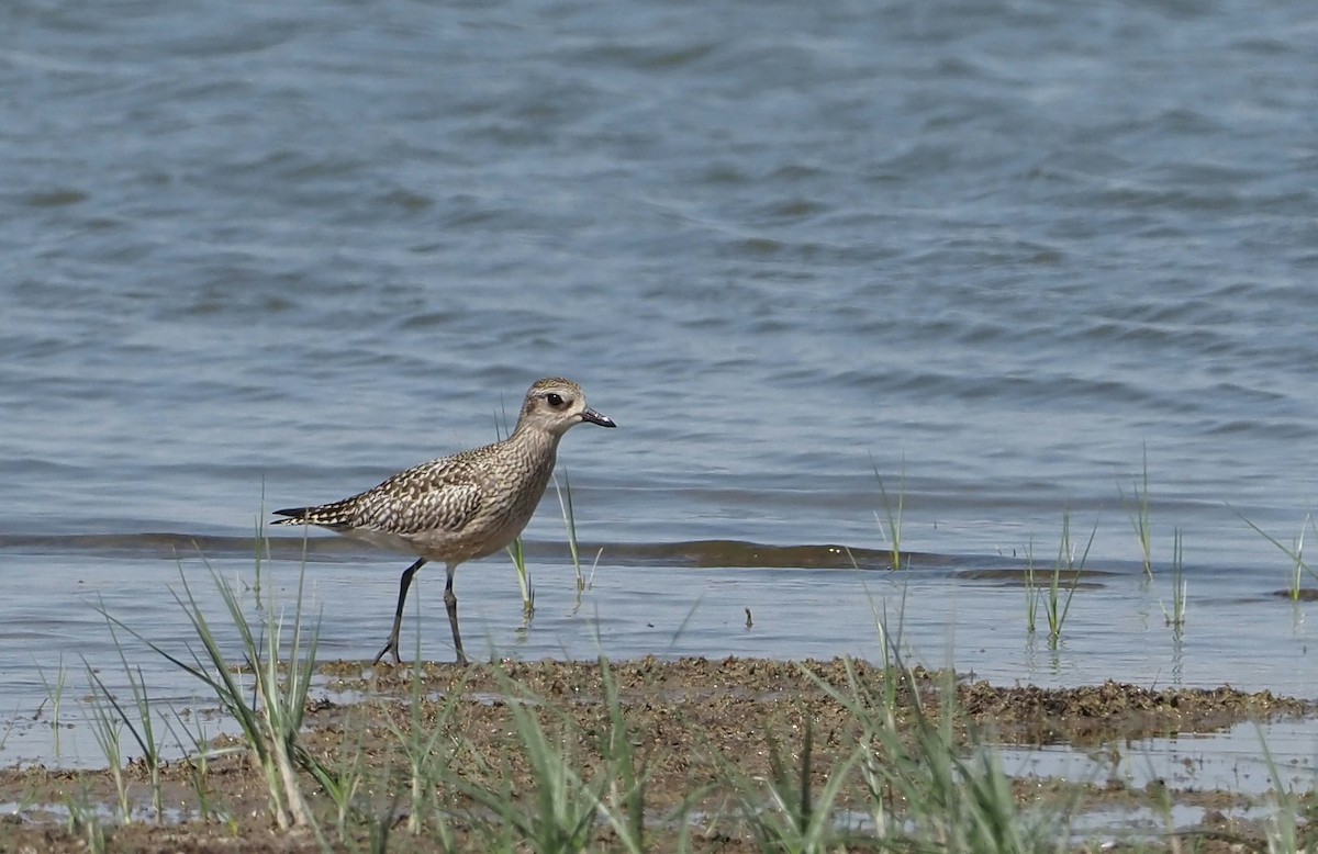 Black-bellied Plover - ML623749719