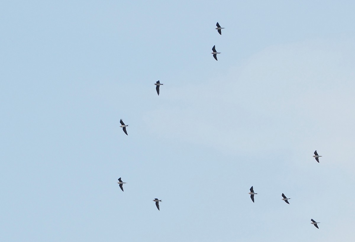 Black-winged Pratincole - ML623749729