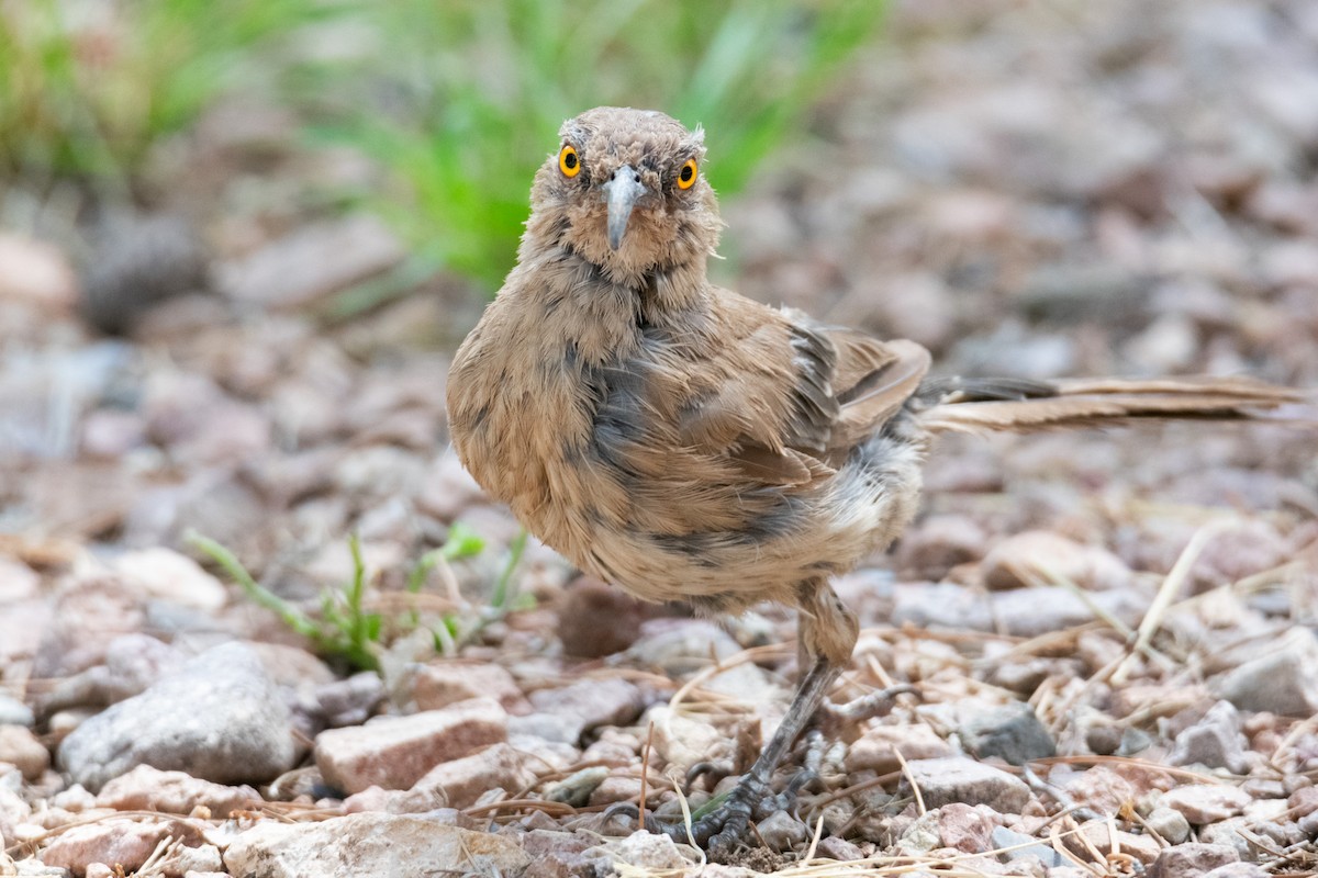 Curve-billed Thrasher - ML623749734