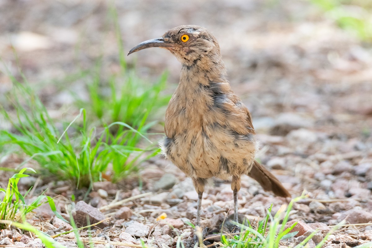 Curve-billed Thrasher - ML623749737