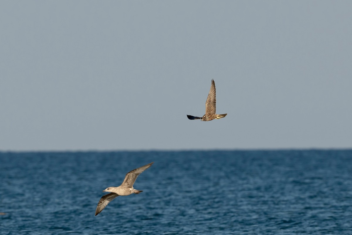 Peregrine Falcon - Bill Massaro