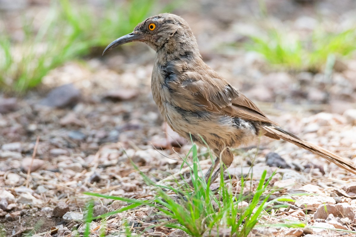 Curve-billed Thrasher - ML623749772