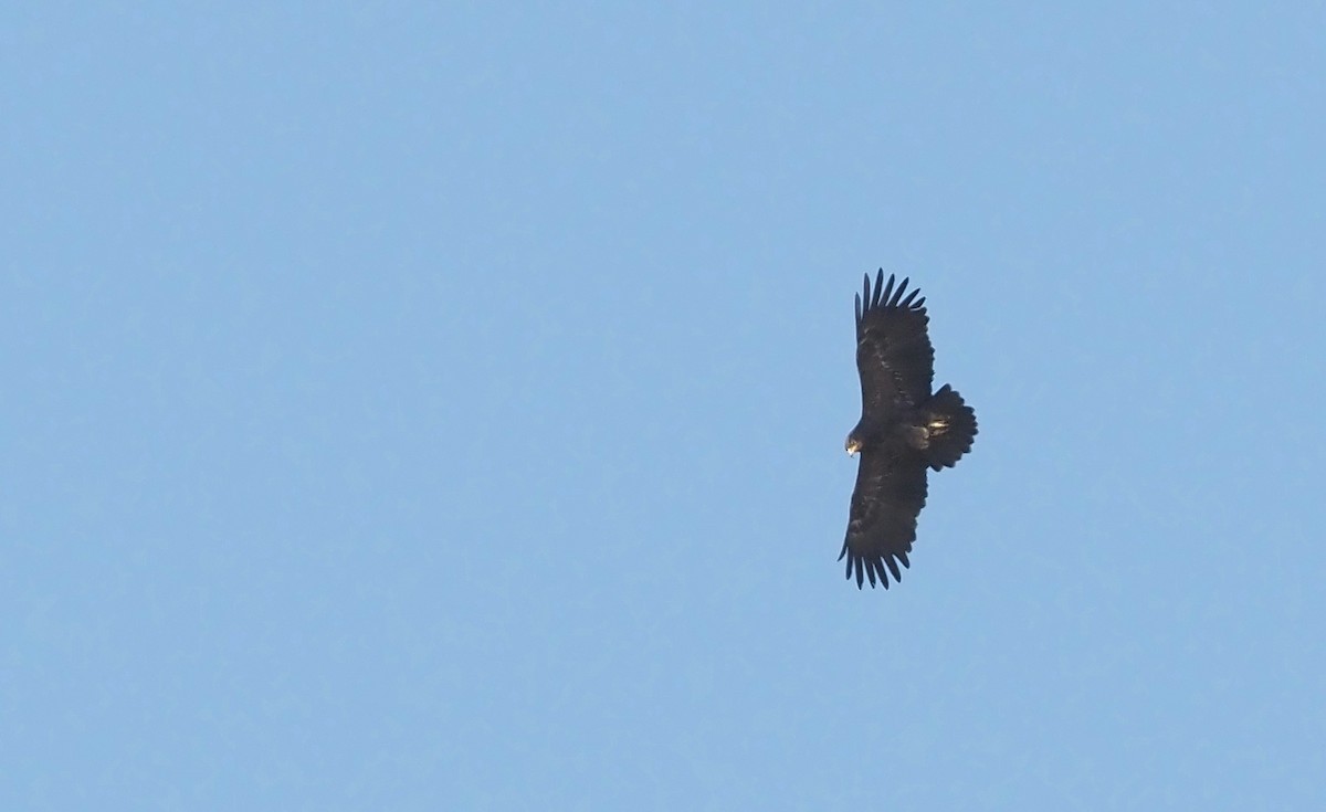 Lesser Spotted Eagle - ML623749777