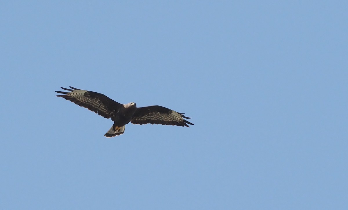 Common Buzzard (Steppe) - ML623749788