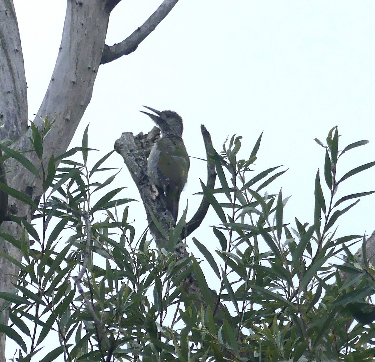 Eurasian Green Woodpecker (Eurasian) - Guy Kirwan