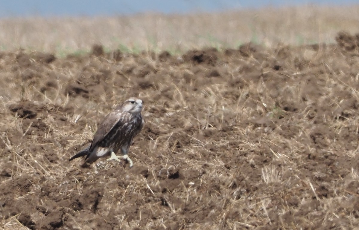 Saker Falcon - ML623749818