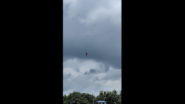 Brahminy Kite - ML623749845