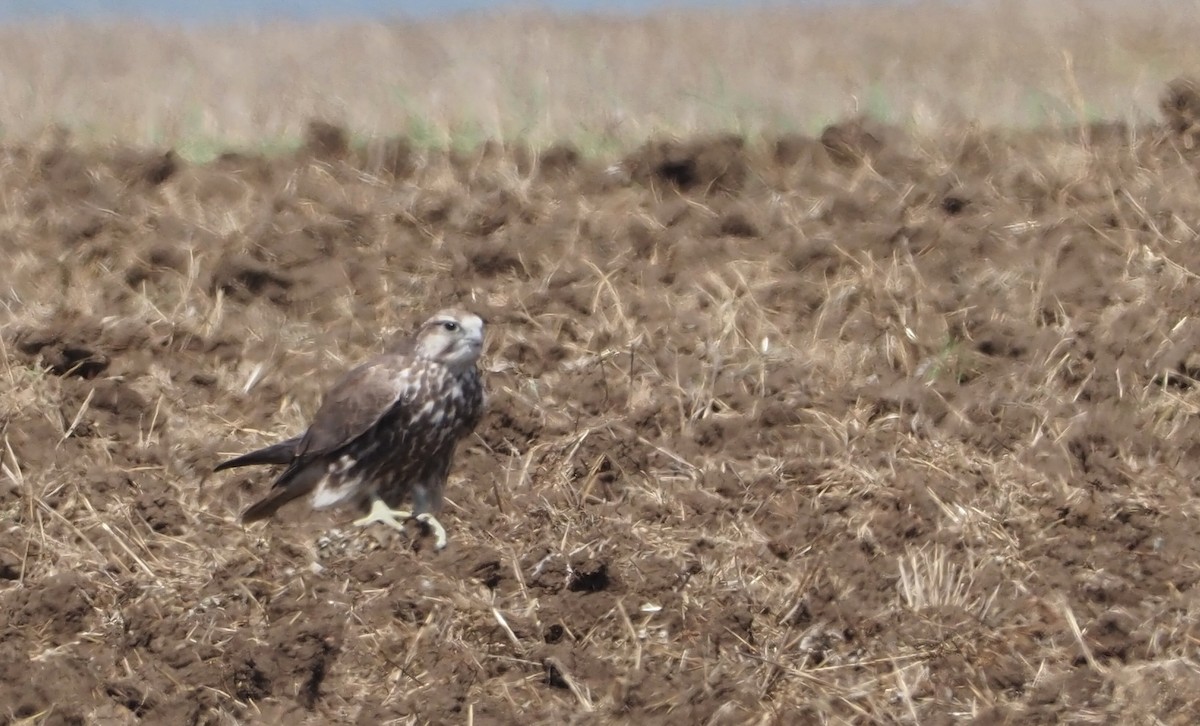 Saker Falcon - ML623749861