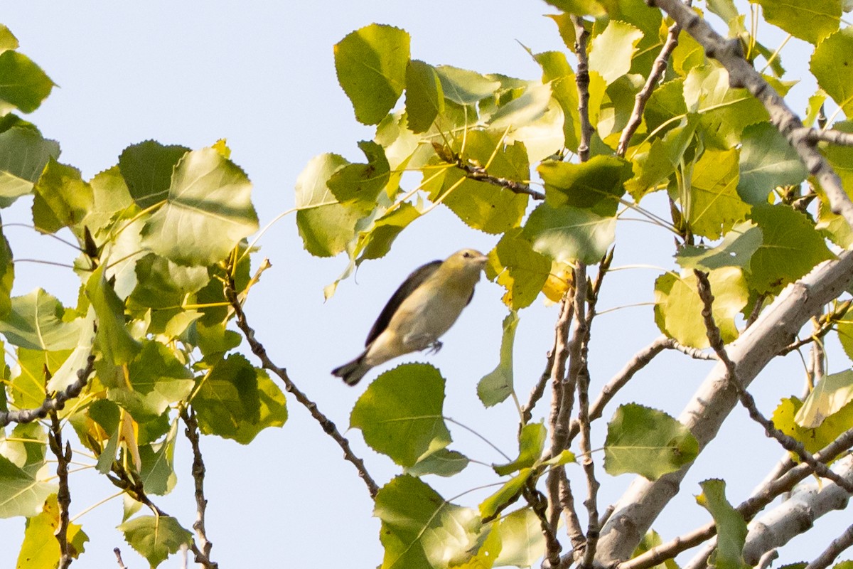 Bay-breasted Warbler - ML623749875