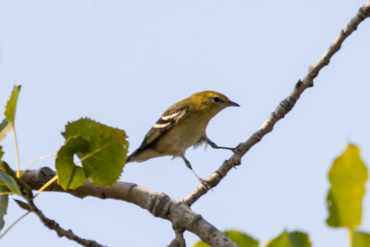 Bay-breasted Warbler - ML623749876