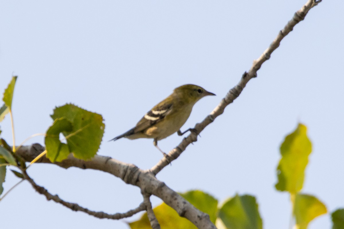 Bay-breasted Warbler - ML623749877