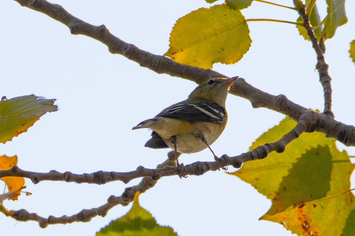 Bay-breasted Warbler - ML623749878