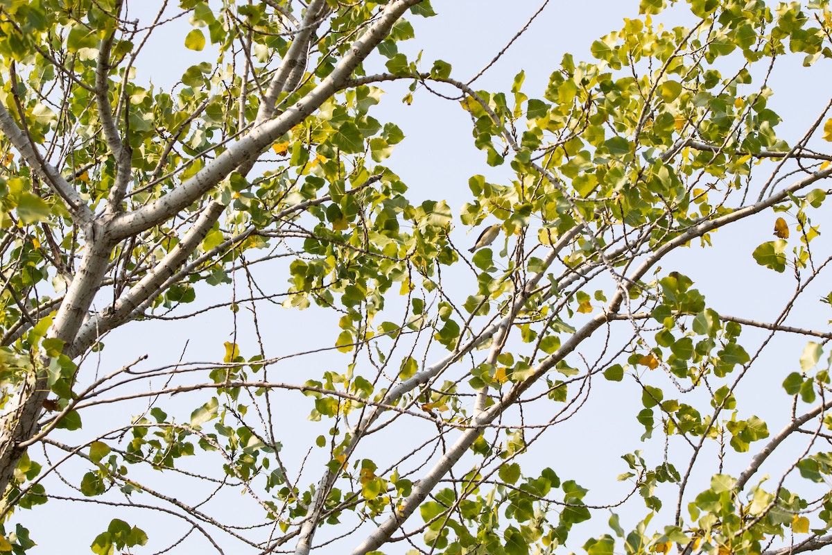 Bay-breasted Warbler - ML623749879