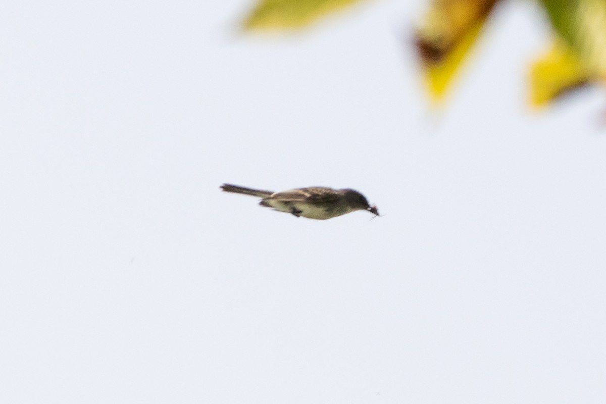 Eastern Phoebe - ML623749886