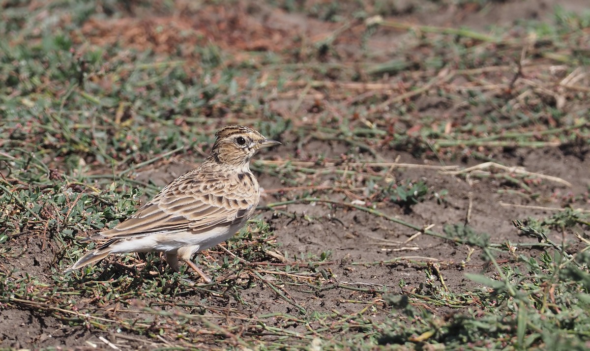 Eurasian Skylark - ML623749887