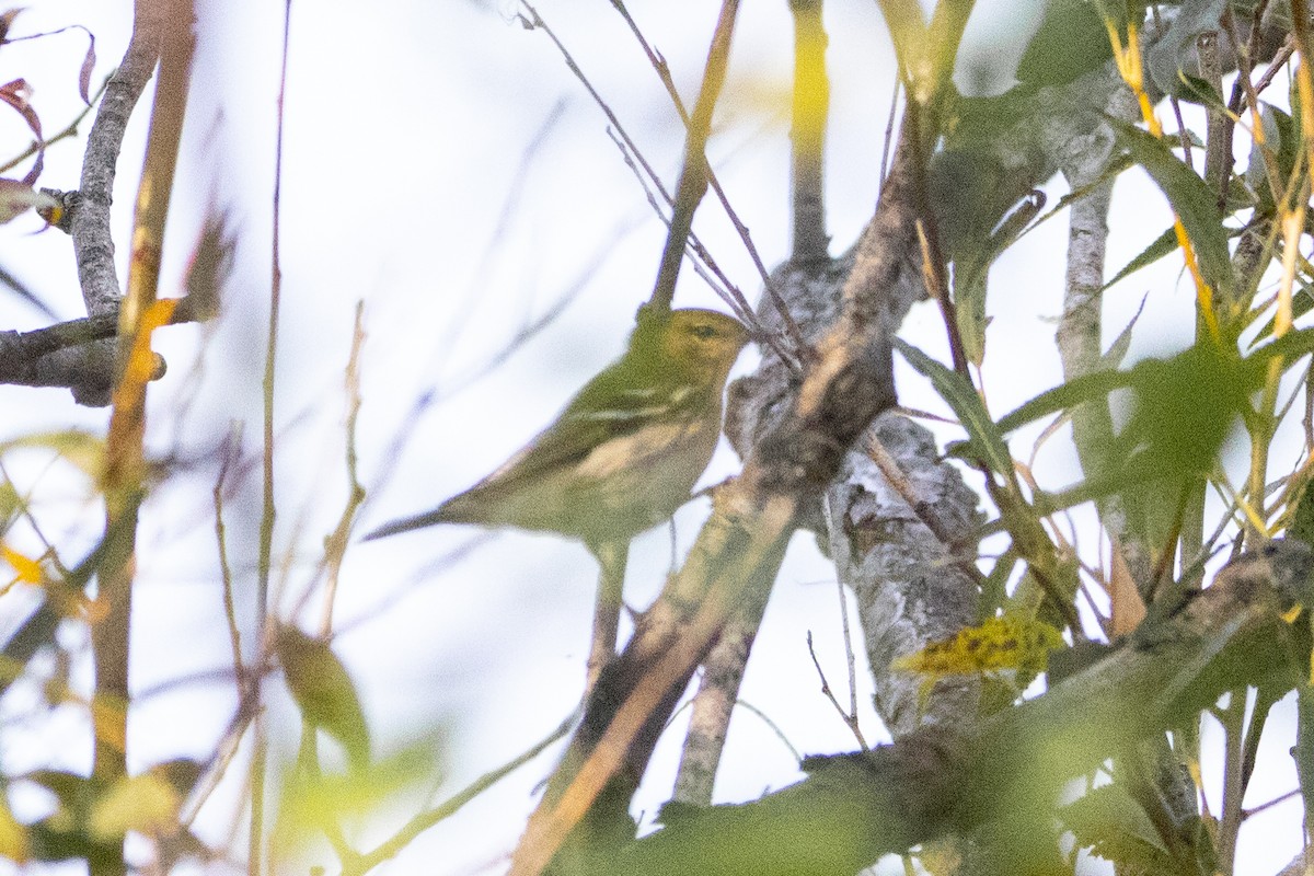 Blackpoll Warbler - ML623749896