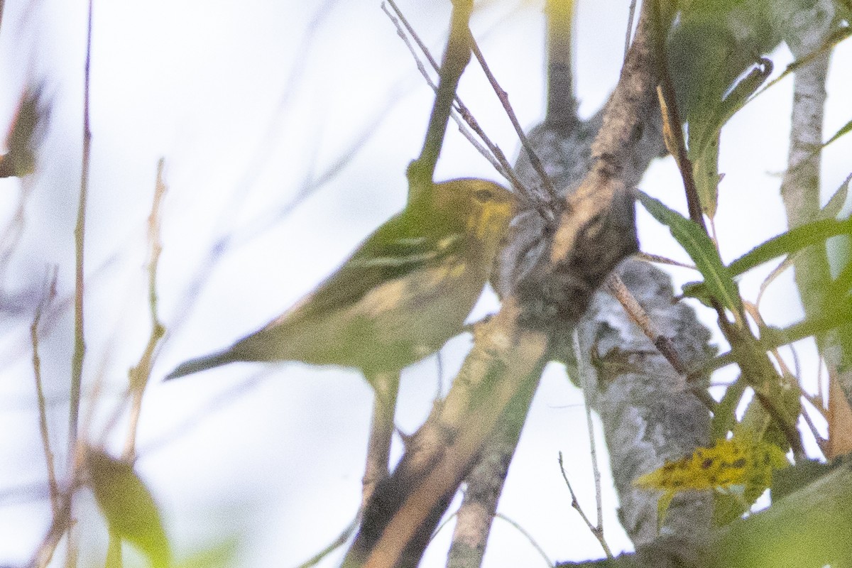 Blackpoll Warbler - ML623749897