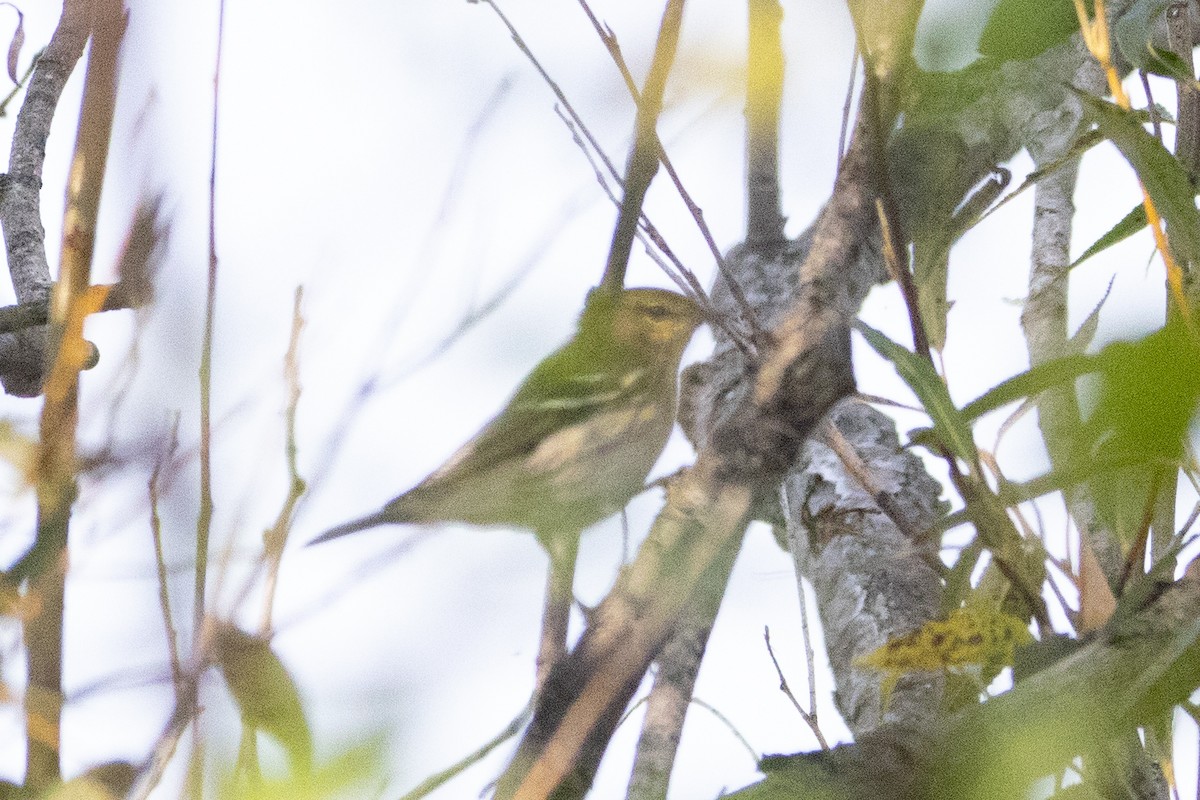 Blackpoll Warbler - ML623749898