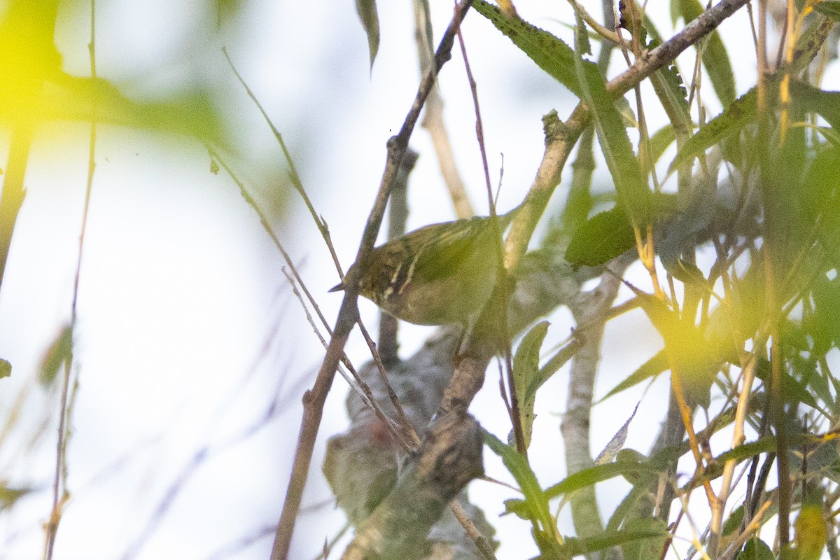 Blackpoll Warbler - ML623749899