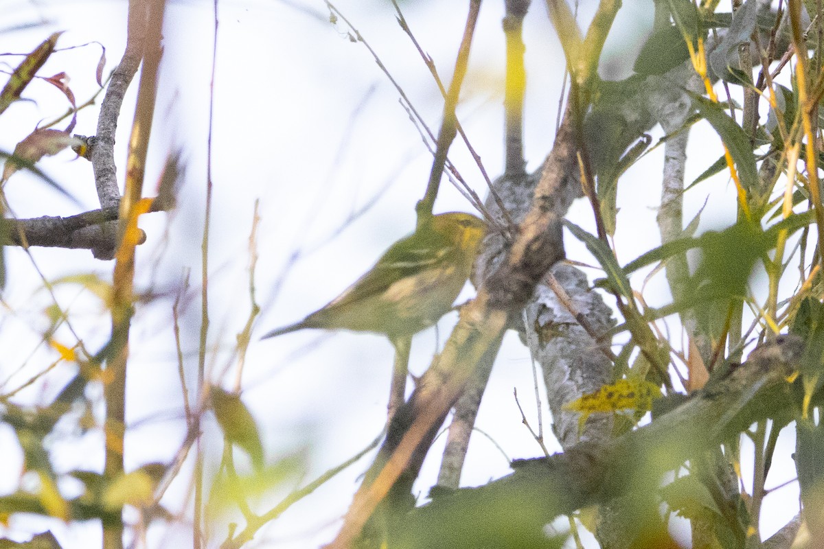 Blackpoll Warbler - ML623749900