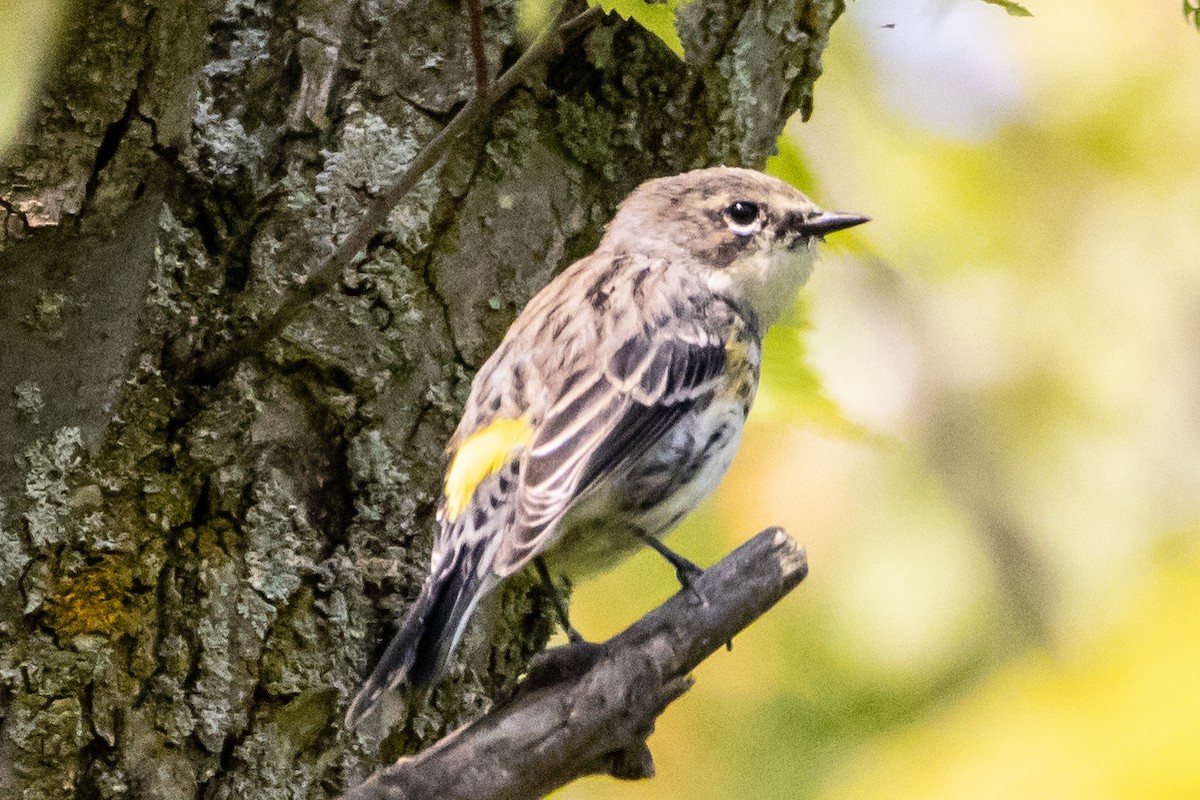 Yellow-rumped Warbler - ML623749905