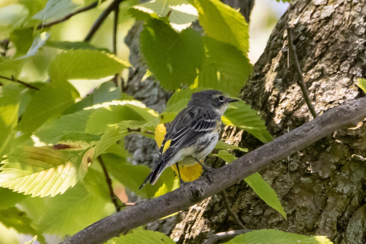 Yellow-rumped Warbler - ML623749907