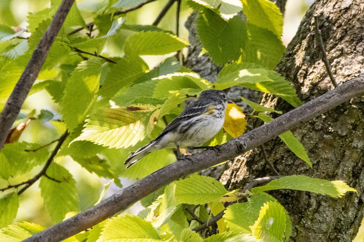 Yellow-rumped Warbler - ML623749908