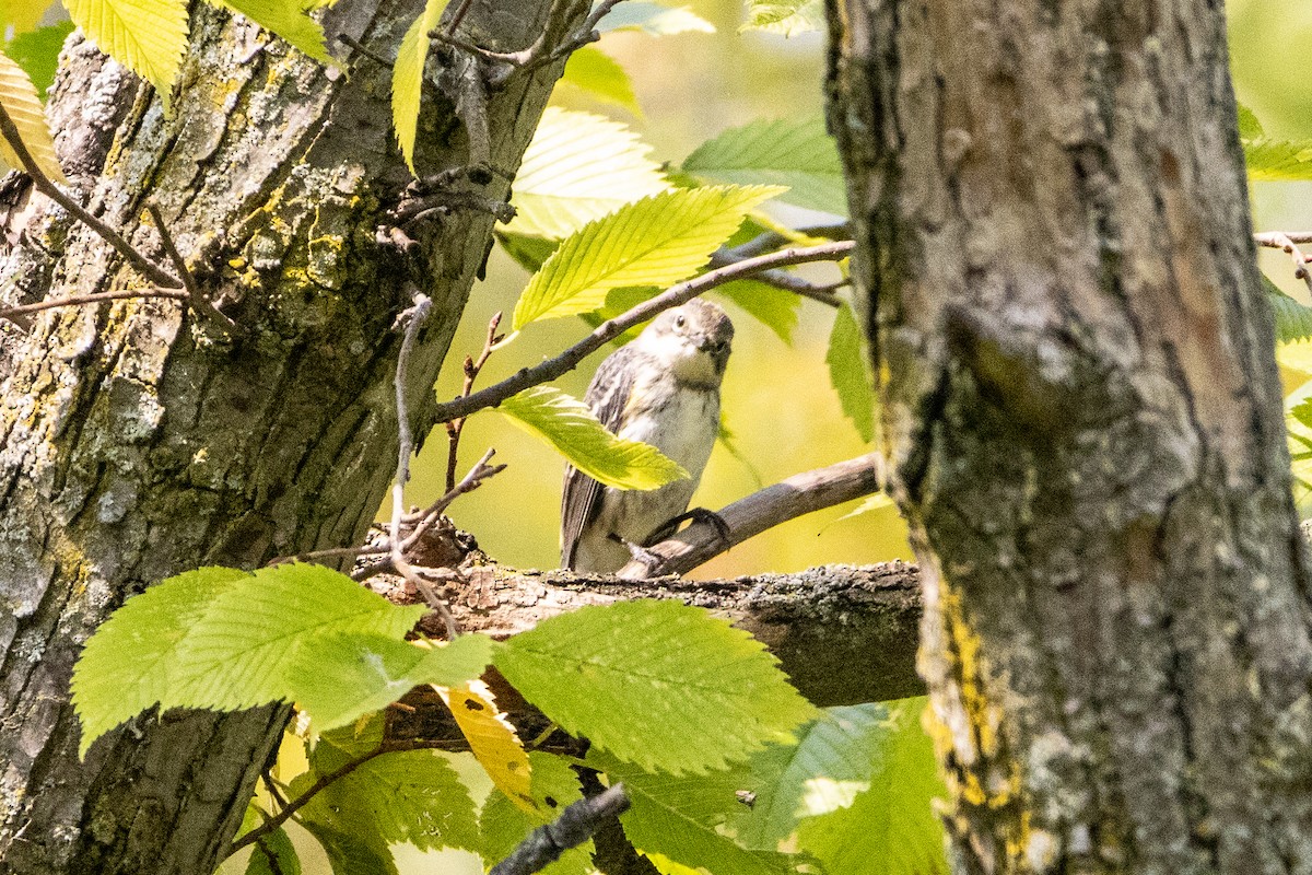 Yellow-rumped Warbler - ML623749909