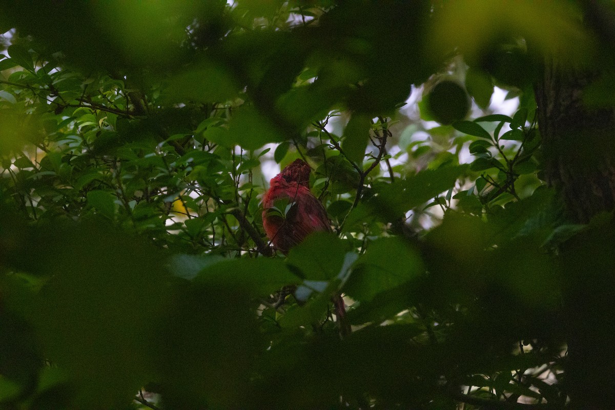 Northern Cardinal - ML623749921