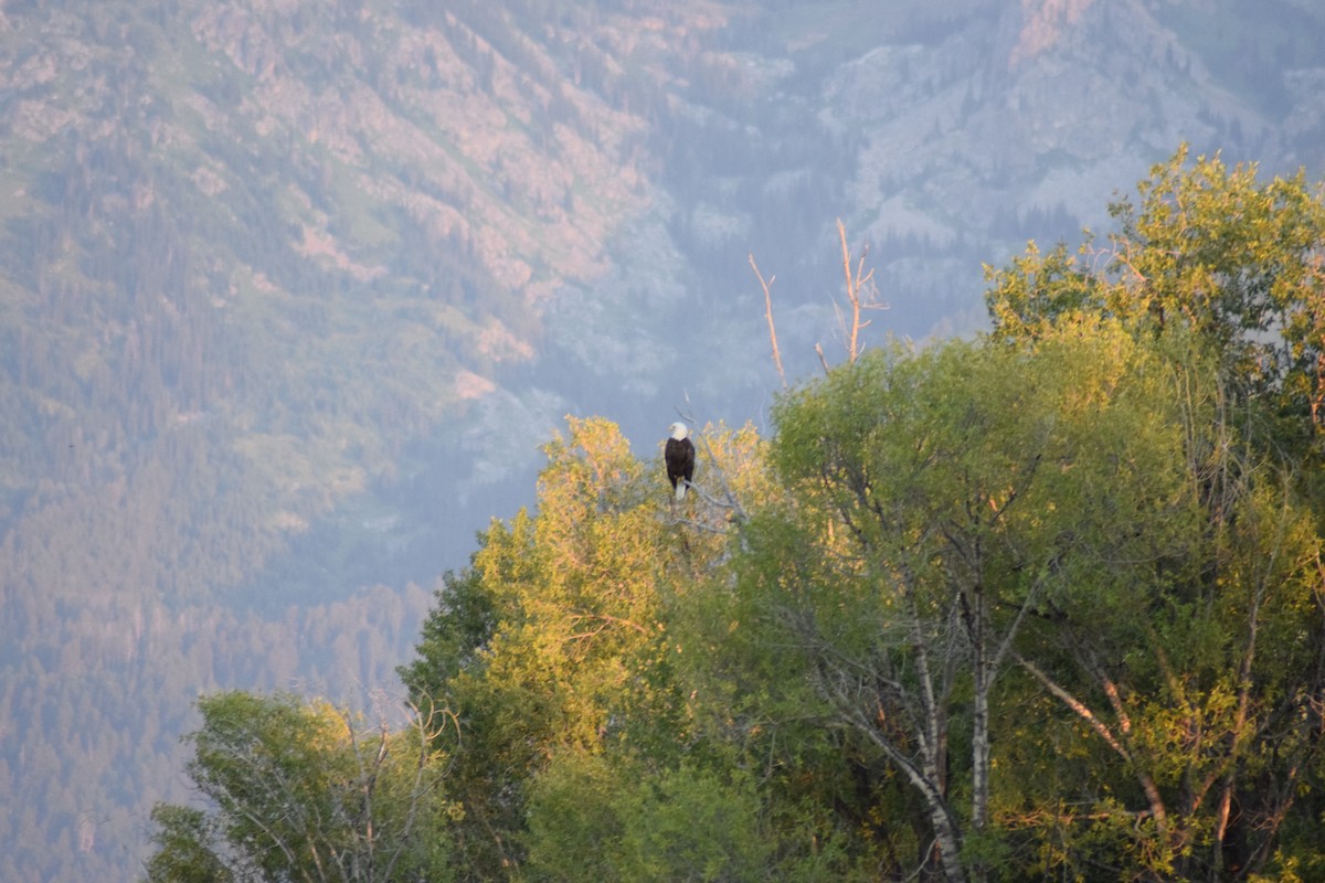 Weißkopf-Seeadler - ML623749937