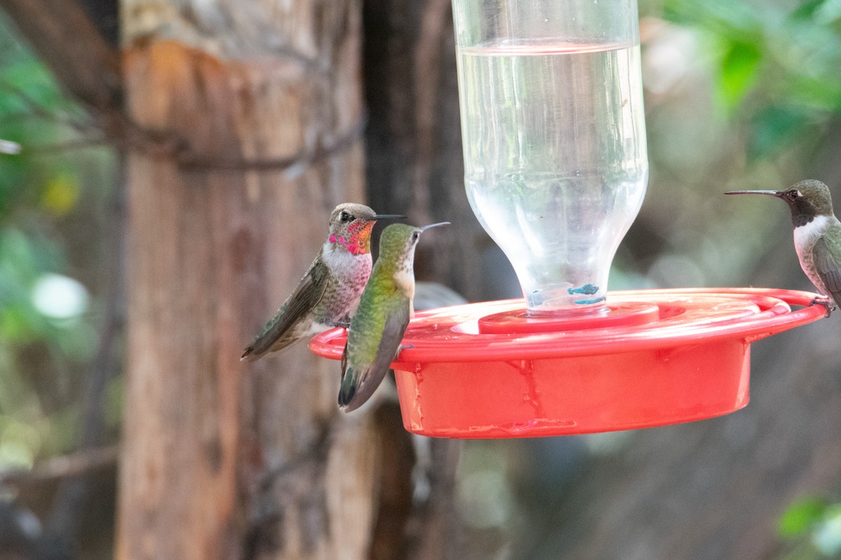 Anna's Hummingbird - ML623749947