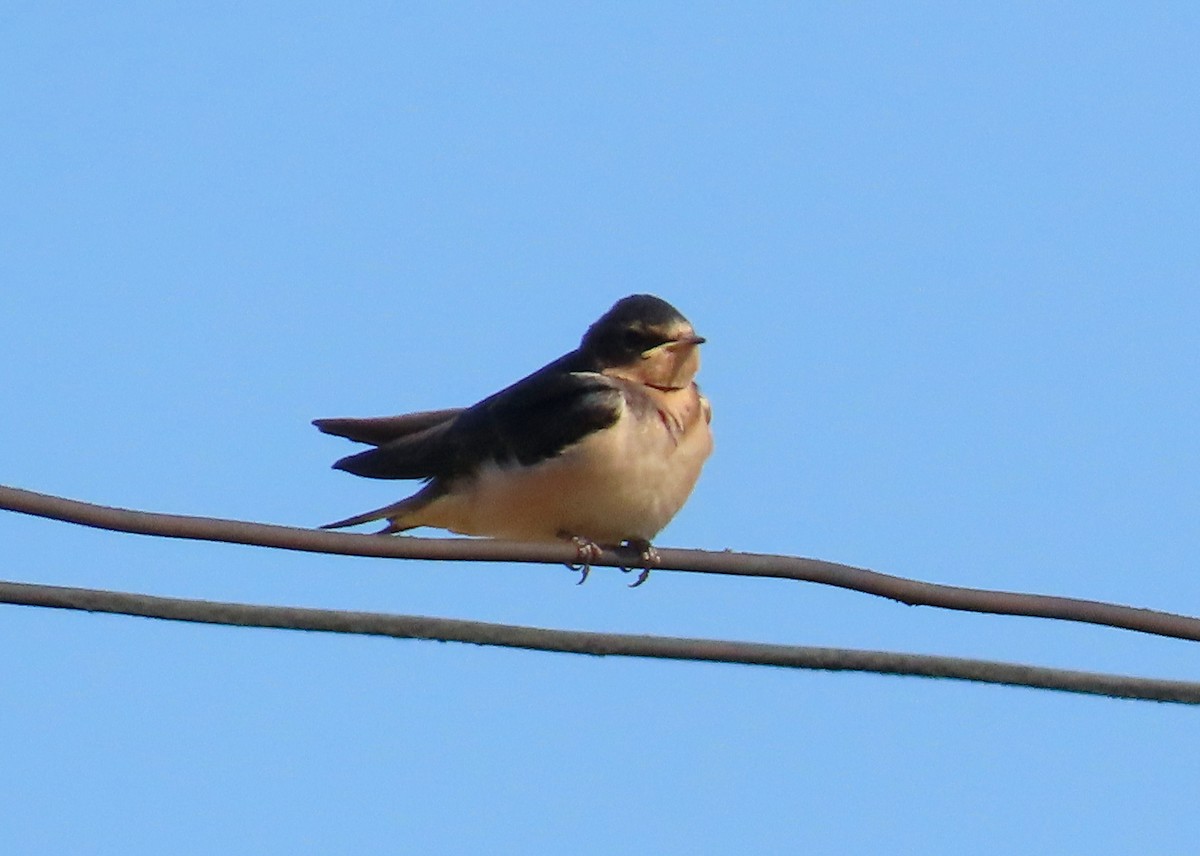 Golondrina Común - ML623749966