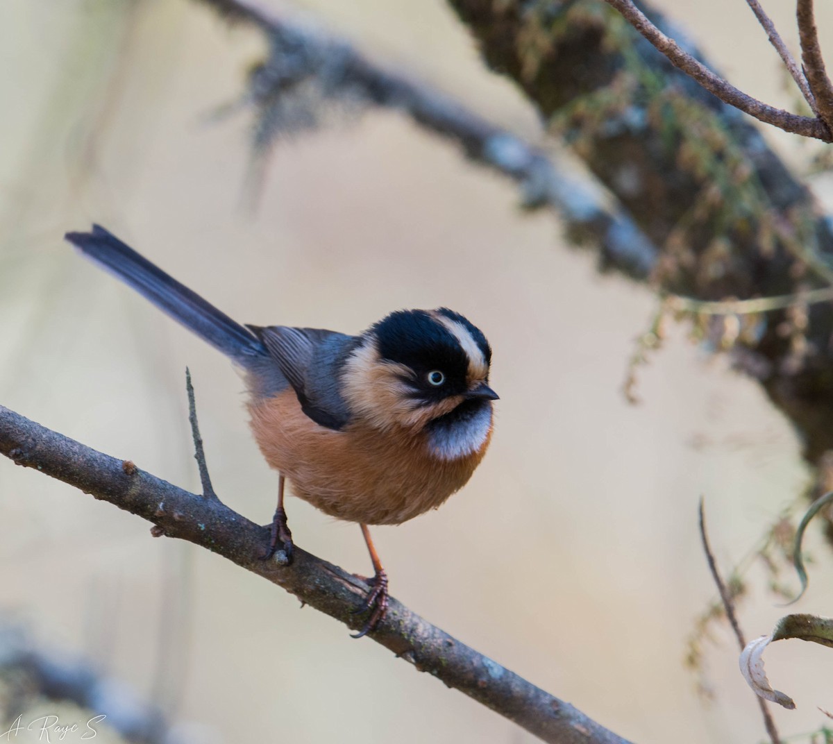 Black-browed Tit (Rufous-fronted) - ML623750005