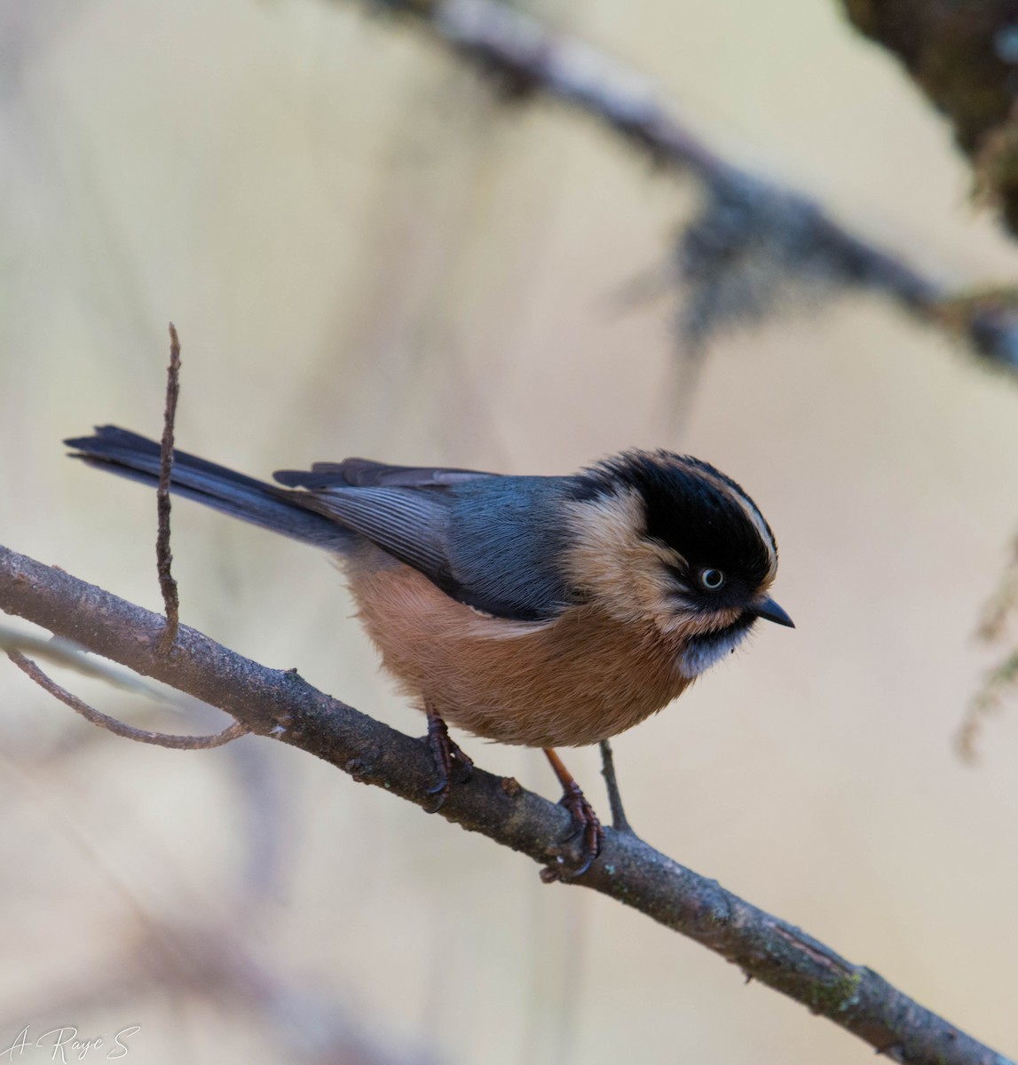 Black-browed Tit (Rufous-fronted) - ML623750007