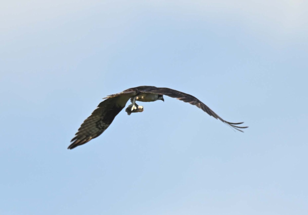 Osprey - ML623750030