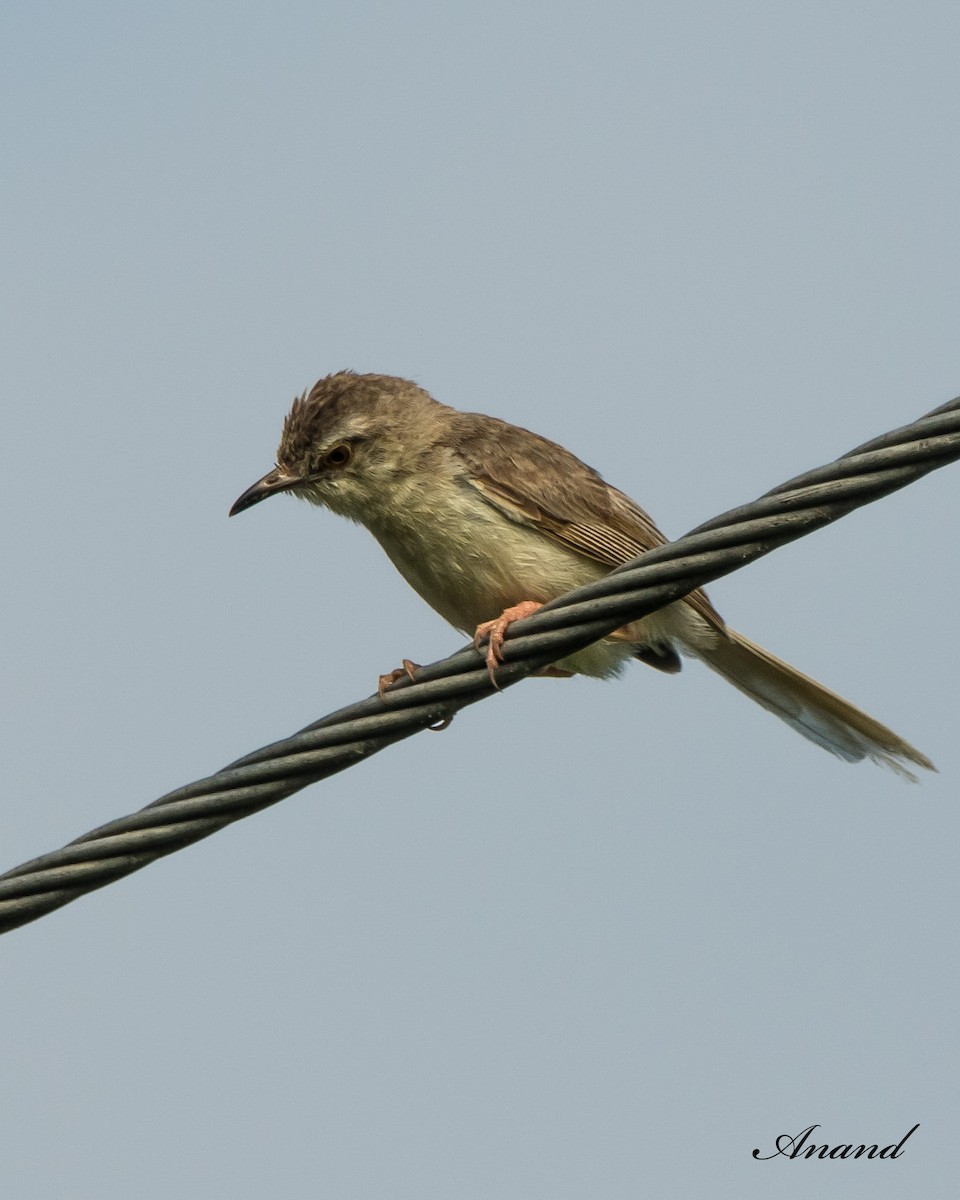 Prinia Sencilla - ML623750033