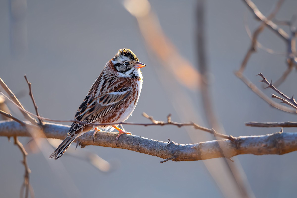 Rustic Bunting - Woochan Kwon