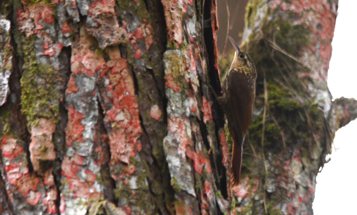 Lesser Woodcreeper - ML623750096