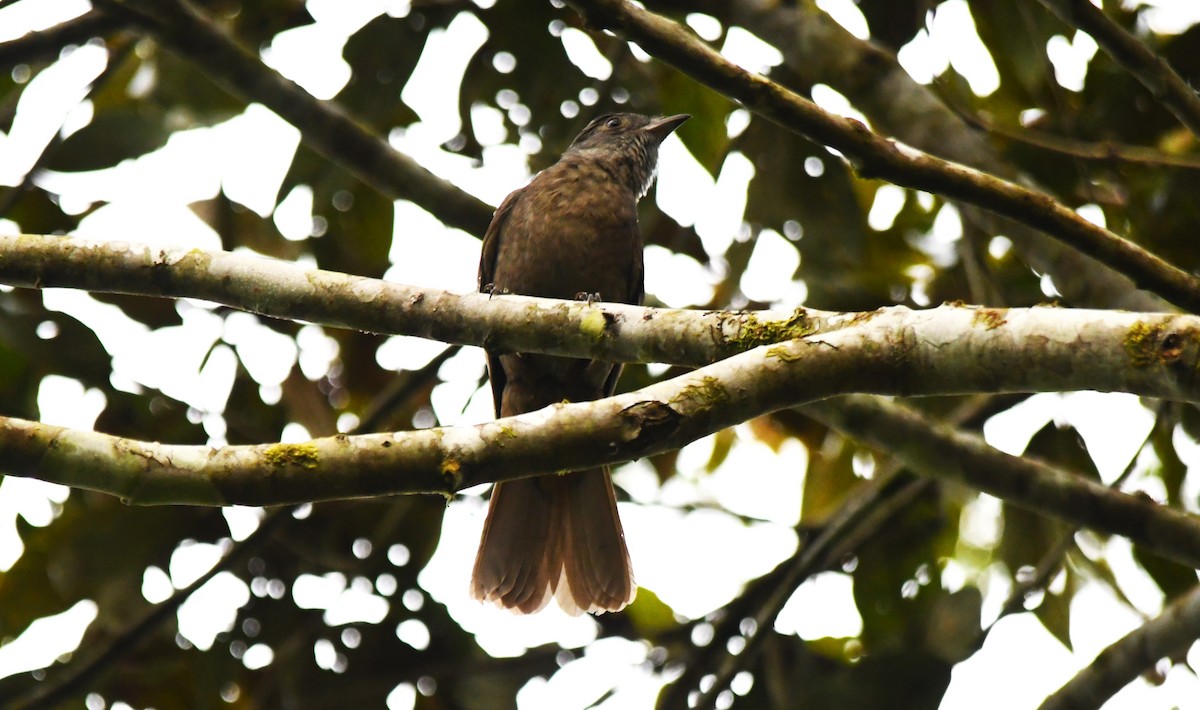 Cinnamon-vented Piha - ML623750143