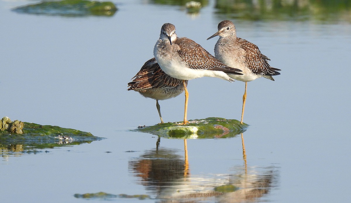 Lesser Yellowlegs - Dianne Croteau- Richard Brault